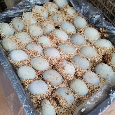 松花蛋口感好不麻口。赶集专用厂家直发欢迎电商合作量大优惠