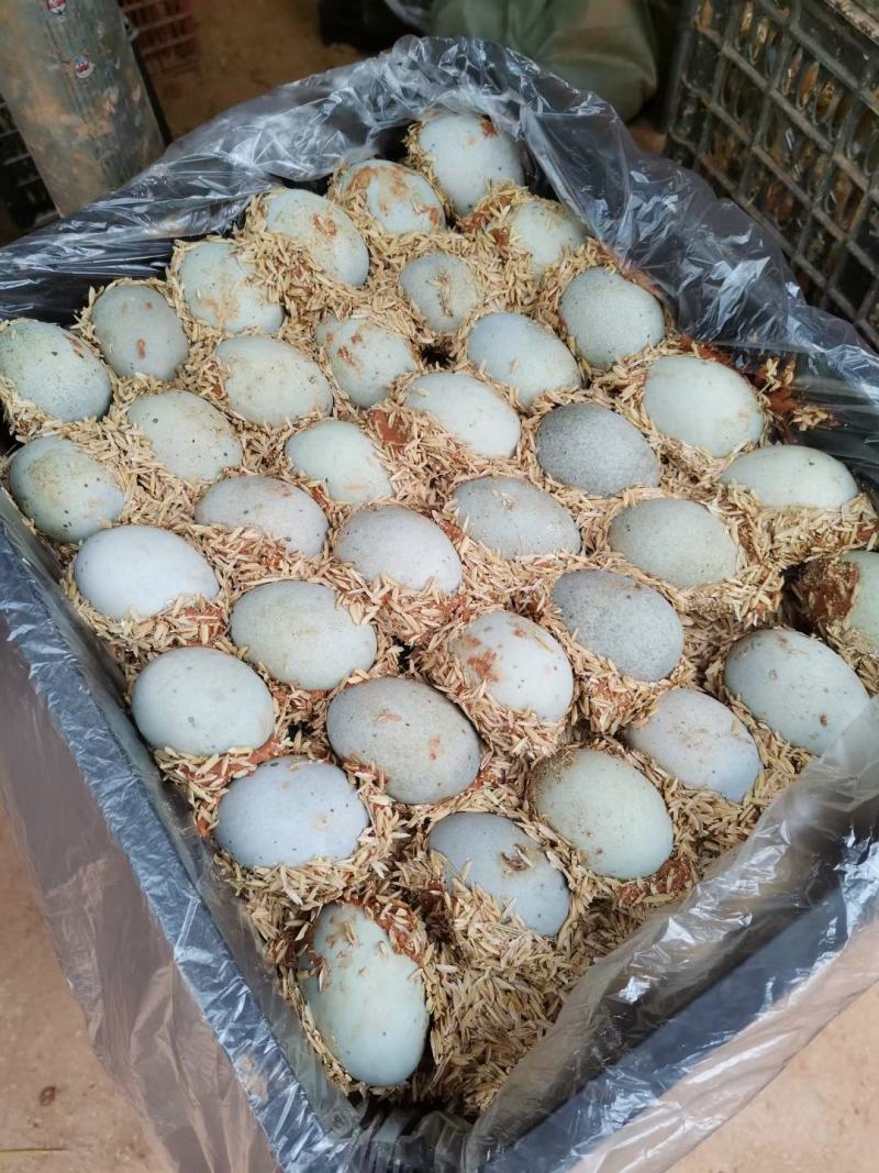 松花蛋口感好不麻口。赶集专用厂家直发欢迎电商合作量大优惠