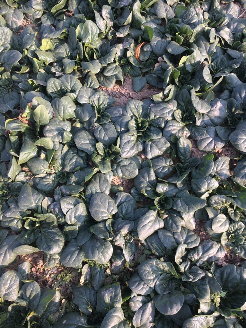 进口精品大叶圆叶短杆趴地菠菜，质量自己看，手工很好