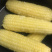 （包邮）新鲜东北黄糯玉米黑龙江黄糯玉米棒10根新鲜玉米