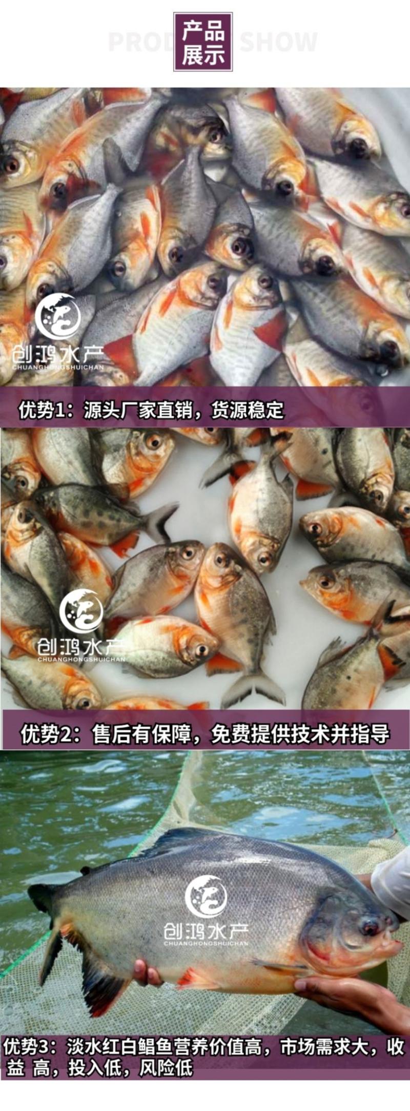 【淡水养殖】淡水白鲳鱼苗红白鲳鱼苗周期短效益大