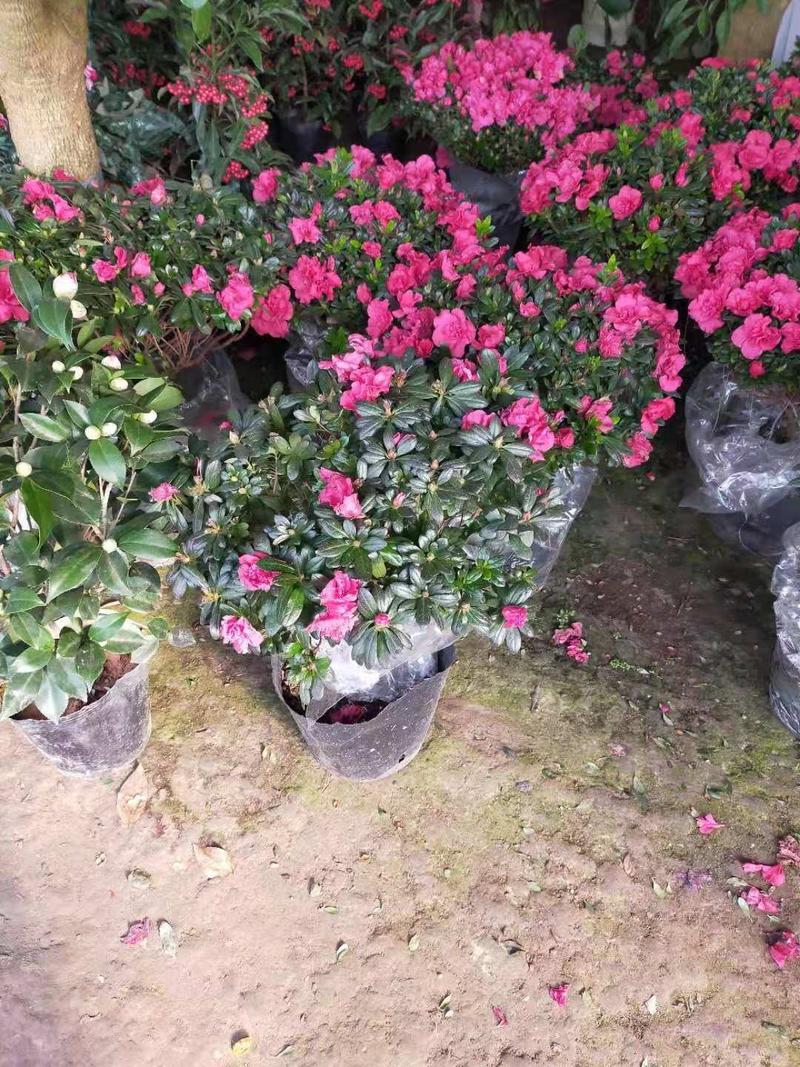 精品杜鹃花苗盆栽带花苞四季开花植物室内外阳台好养易活花卉