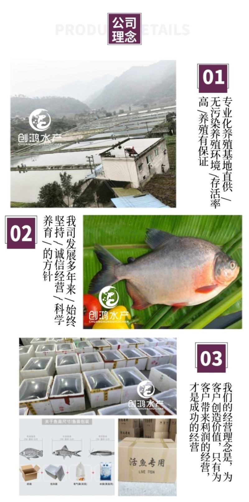【周期短效益大】淡水白鲳鱼苗红白鲳鱼苗观赏鱼大量供应