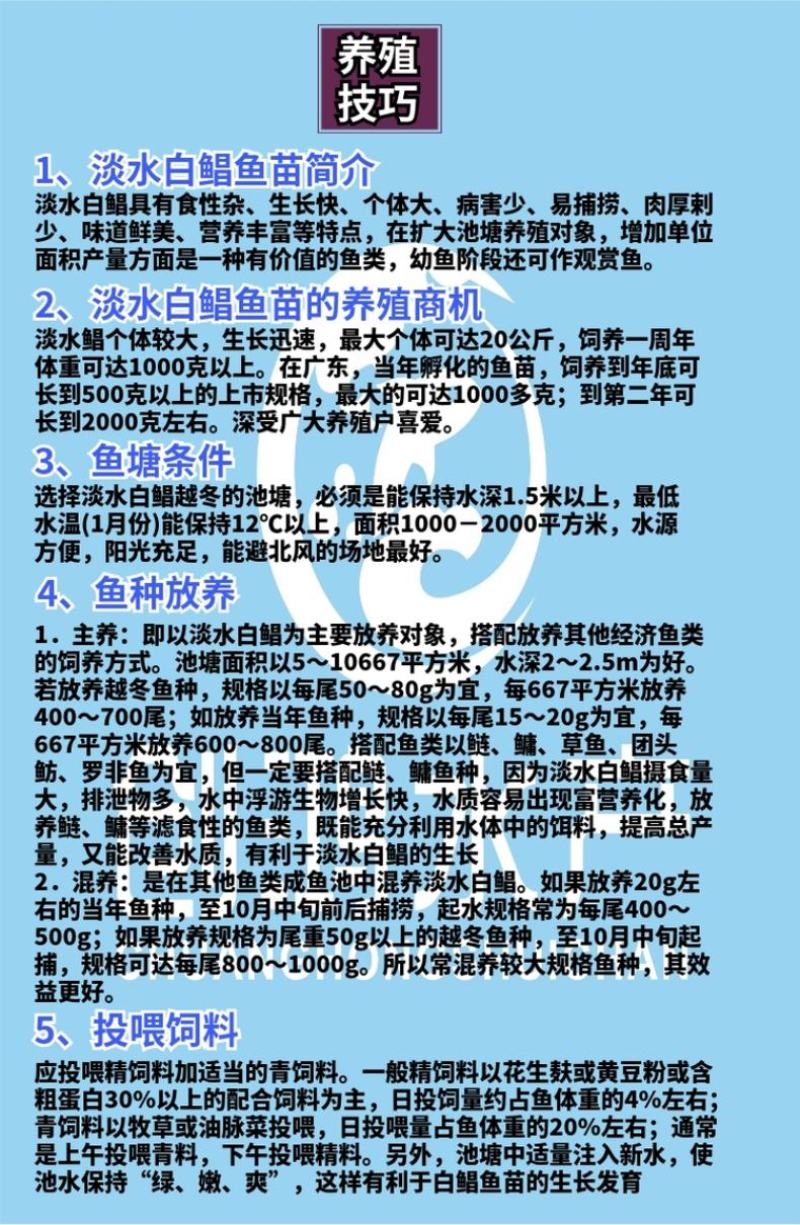 【周期短效益大】淡水白鲳鱼苗红白鲳鱼苗观赏鱼大量供应