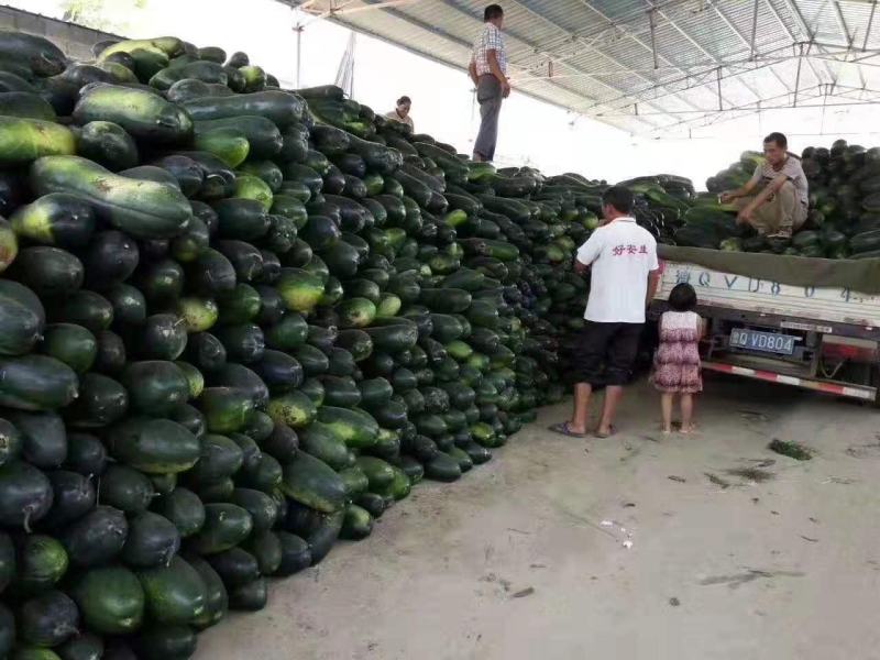 黑皮冬瓜_基地直供-货源充足_保证质量