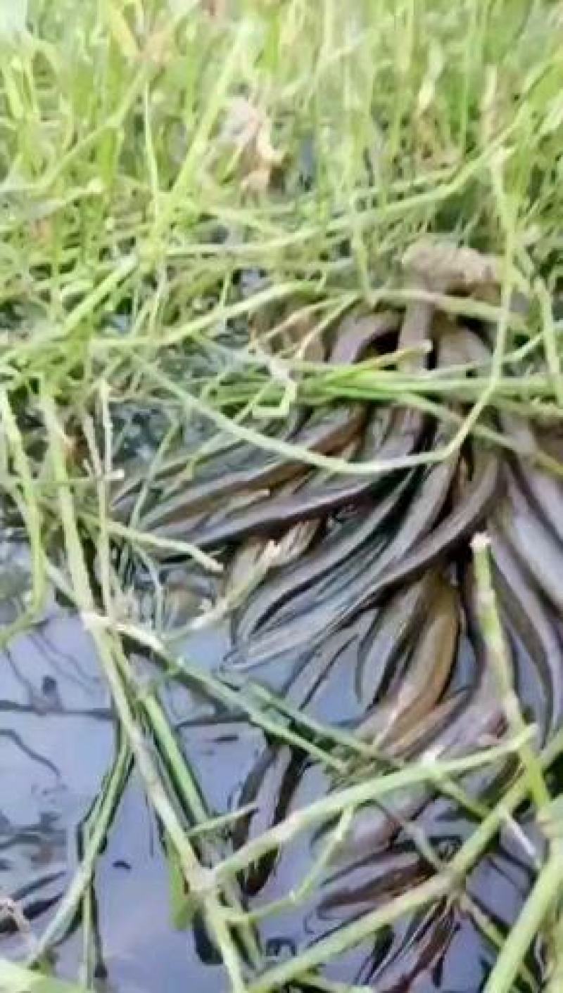 鲫鱼苗3~5公分发货量大送货上门