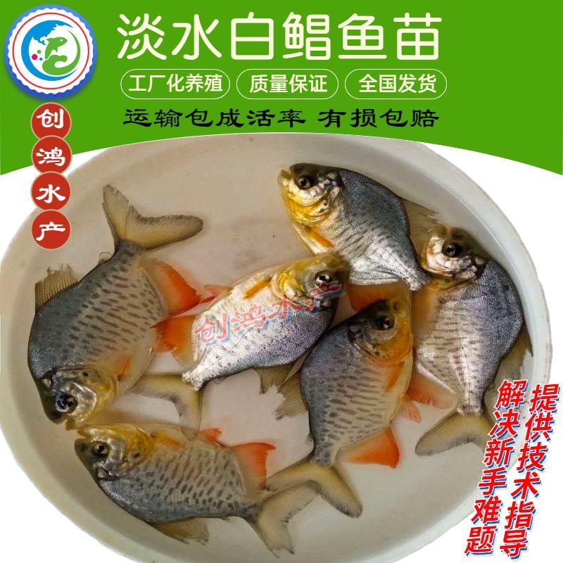 【周期短效益大】淡水白鲳鱼苗红白鲳鱼苗观赏鱼大量供应