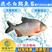 【周期短效益大】淡水白鲳鱼苗红白鲳鱼苗观赏鱼大量供应