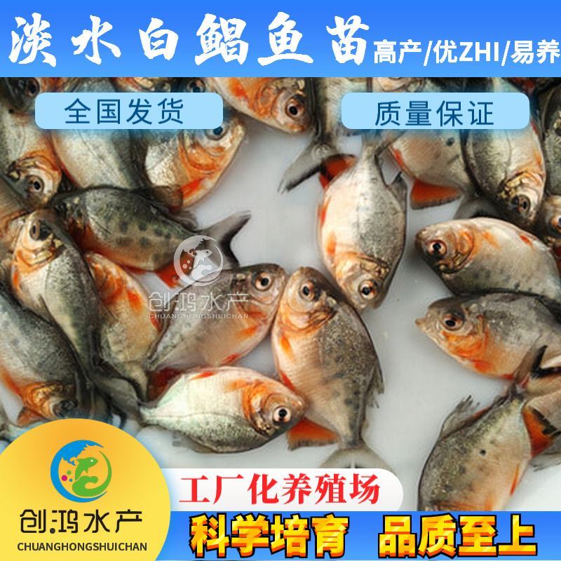 【周期短效益大】淡水白鲳鱼苗红白鲳鱼苗观赏鱼大量供应