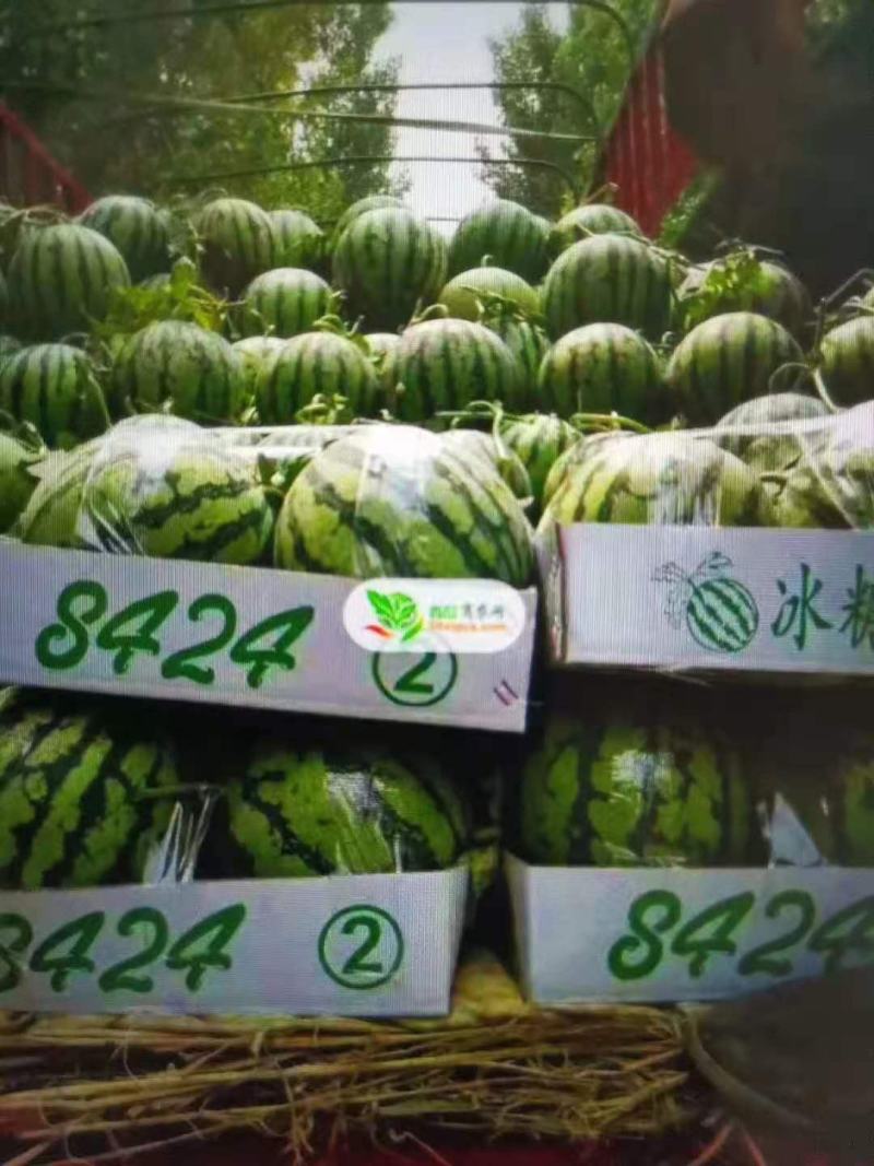 8424西瓜-基地直供-货源充足-保证质量。