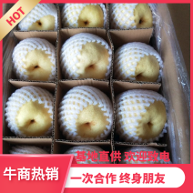 贡梨、脆甜可口、皮薄多汁/欢迎致电诚信代办