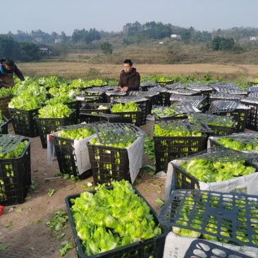 儿菜正在热销的精品货