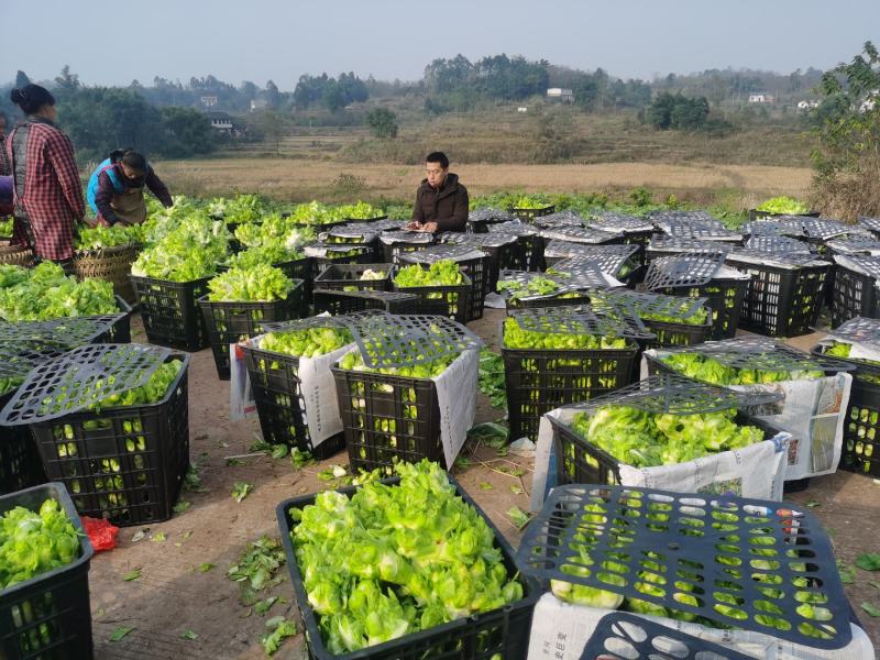 儿菜正在热销的精品货