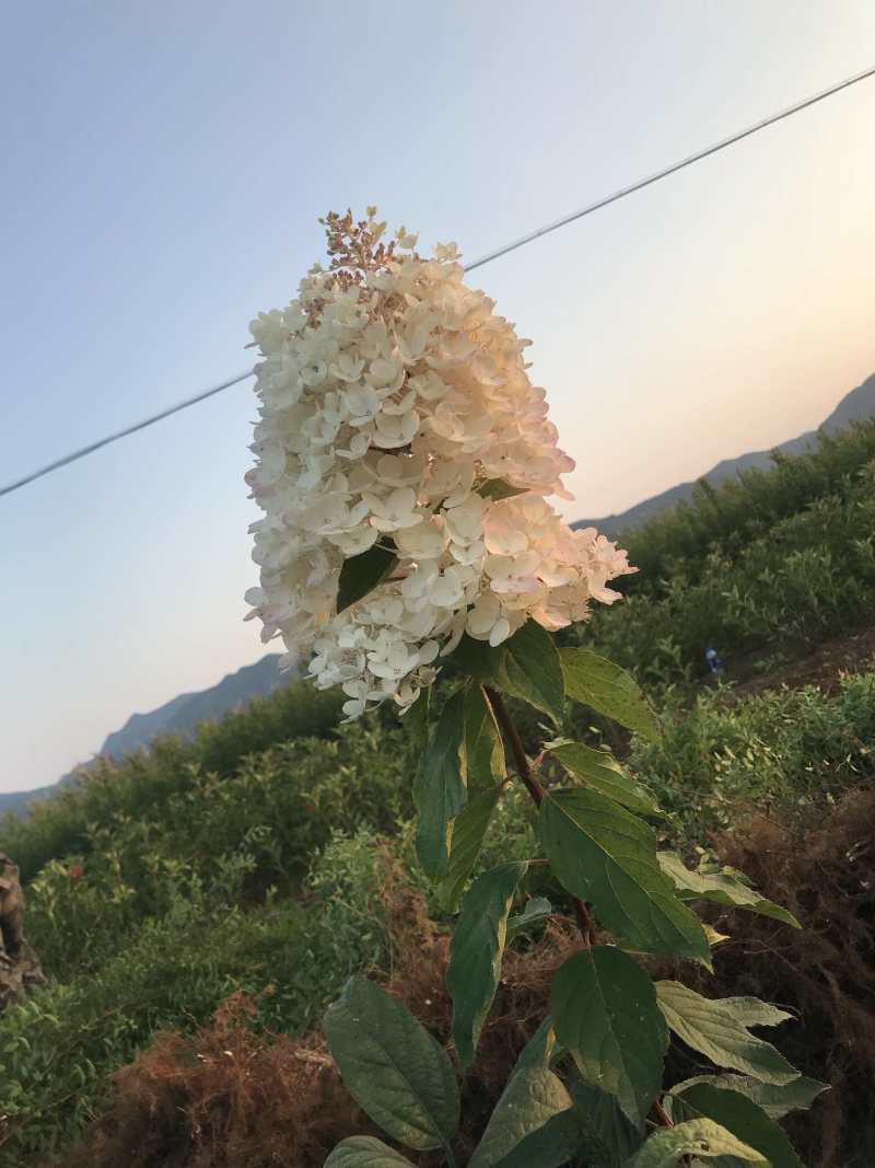 木秀球木绣球圆锥绣球大花水亚木木绣球小苗