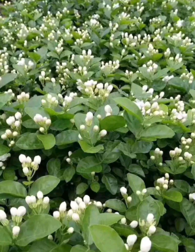 茉莉花一年苗发快递500棵起批除了偏远地区包邮