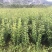 三角枫茶条槭三角枫小苗三角枫大堆丛生