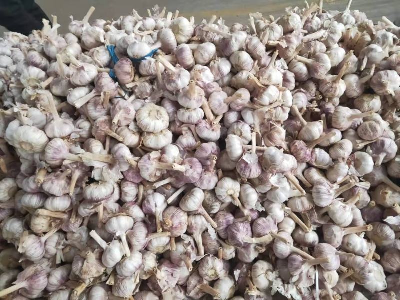 山东金乡大蒜红皮大蒜量大价低常年供应代发全国市场