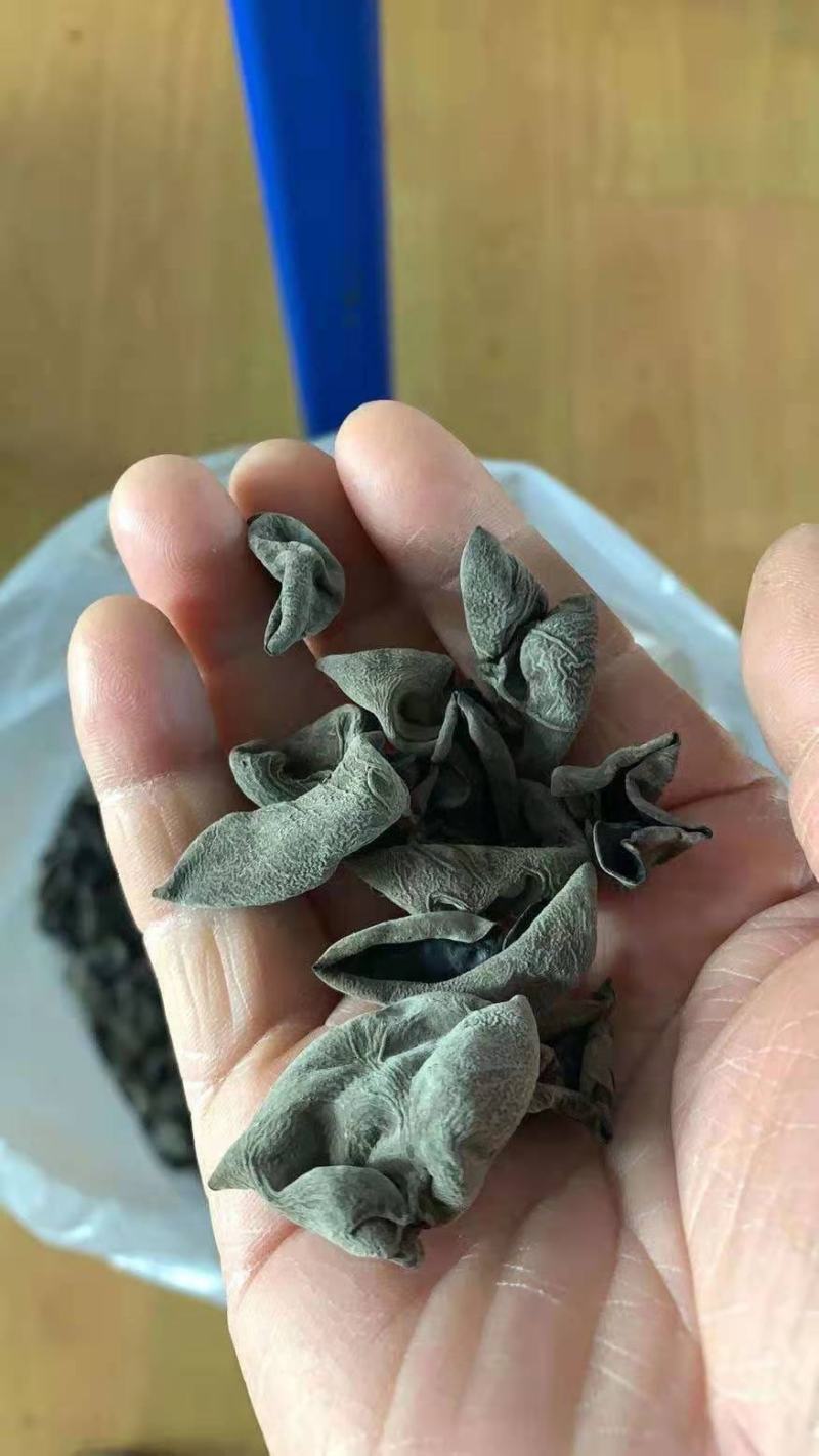 小兴安岭林都伊春山泉水灌溉原始森林头茬木耳，秋木耳