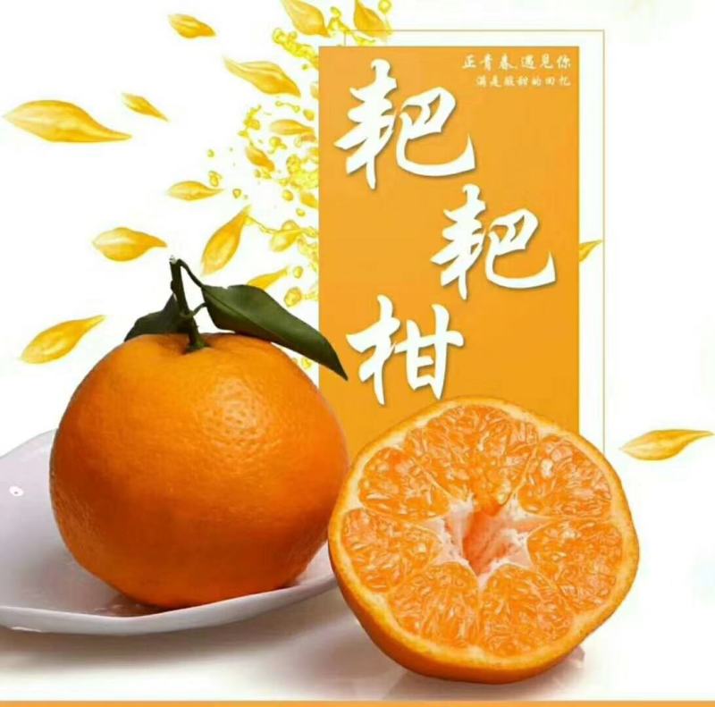 春见柑橘，耙耙柑，超甜爆汁，好吃不上火商超品质全国发货