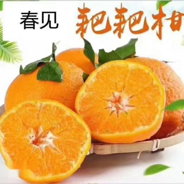 春见柑橘，耙耙柑，超甜爆汁，好吃不上火商超品质全国发货