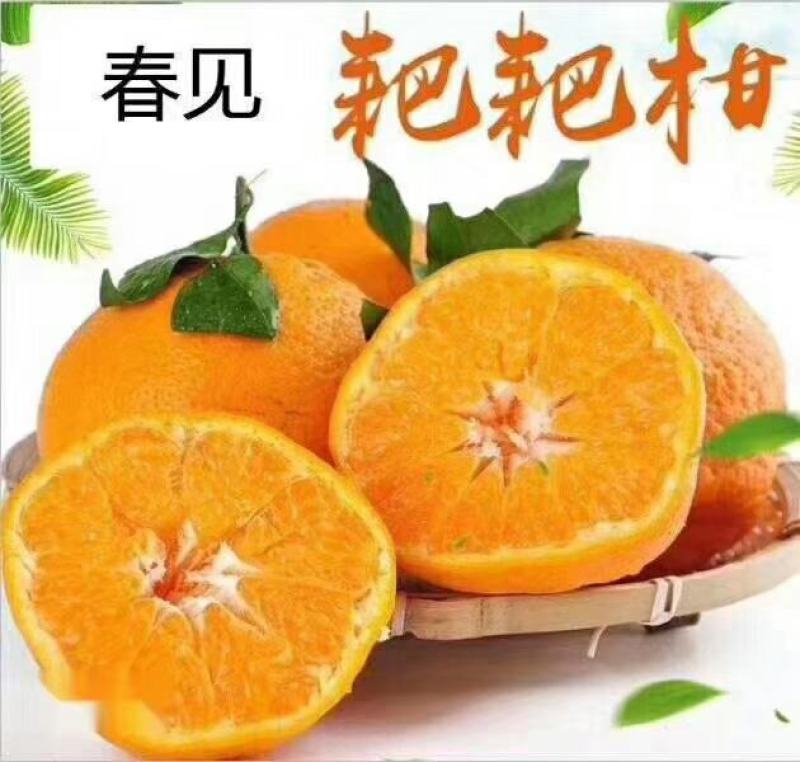 春见柑橘，耙耙柑，超甜爆汁，好吃不上火商超品质全国发货