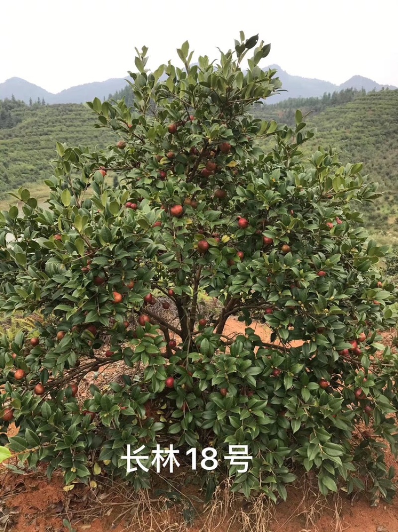 长林系列二年生油茶苗