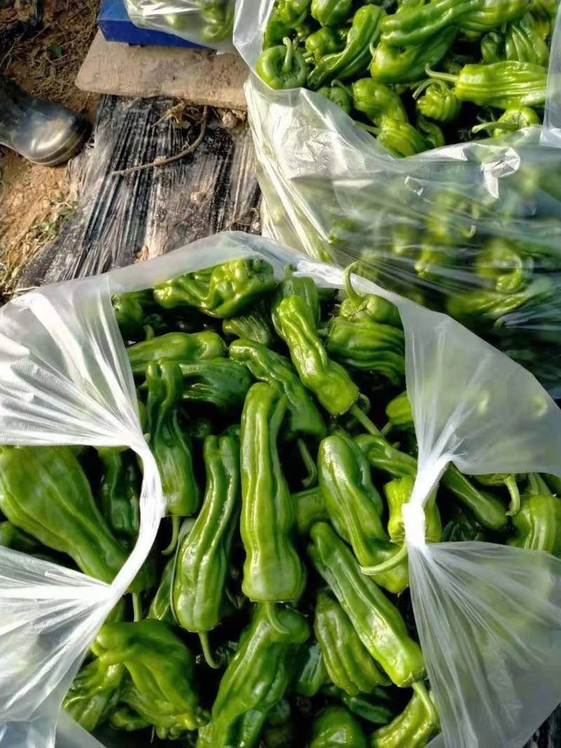 宁都辣椒301薄皮泡椒，苏椒，芜湖椒，大量现货供应
