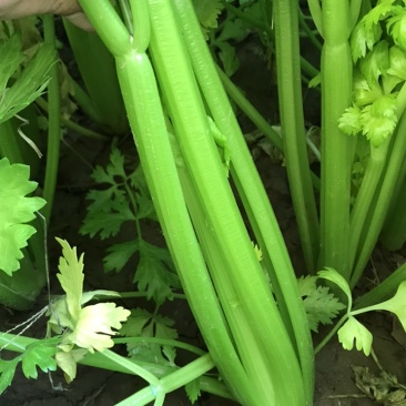 #热销推荐#芹菜，品质保证优良！大颗、中课，小颗