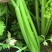 #热销推荐#芹菜，品质保证优良！大颗、中课，小颗