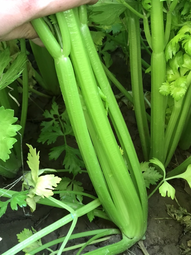 #热销推荐#芹菜，品质保证优良！大颗、中课，小颗