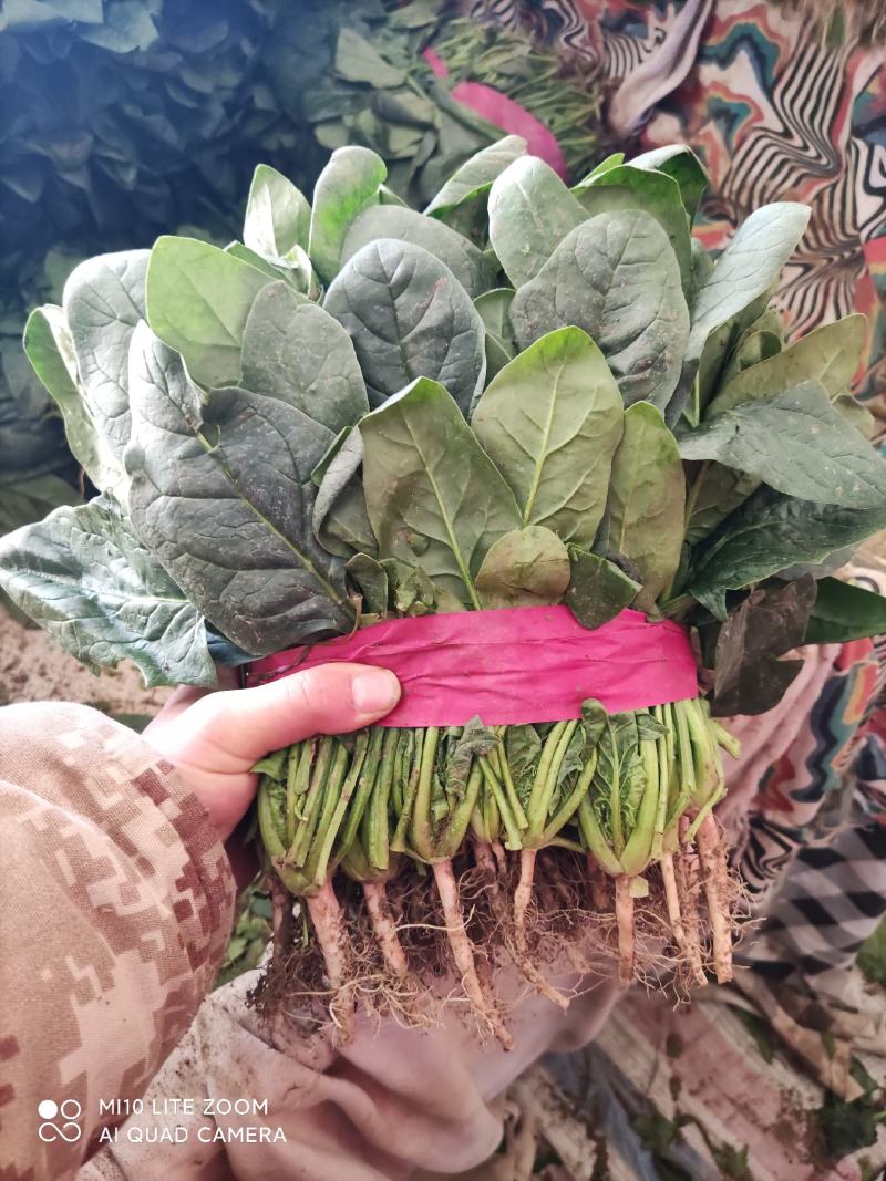 精品菠菜大量上市，欢迎全国各地新老客户前来收购