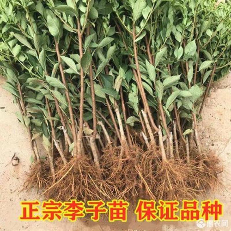 恐龙蛋李子树苗品种保证基地签约发苗包成活包技术