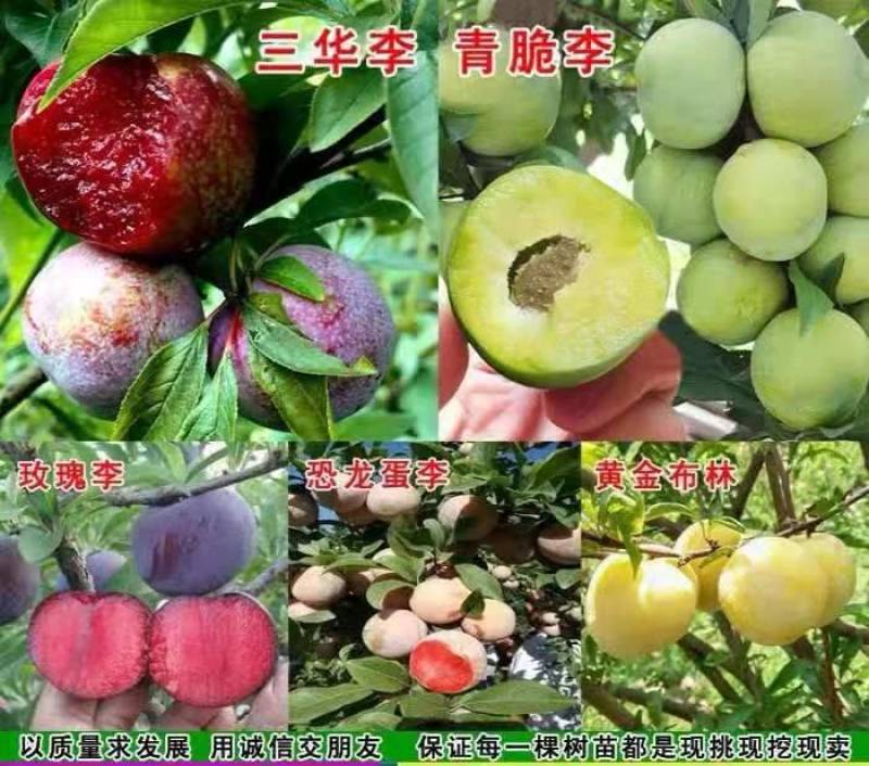 法兰西西梅李子苗品种纯正，包成活包结果提供种植技术
