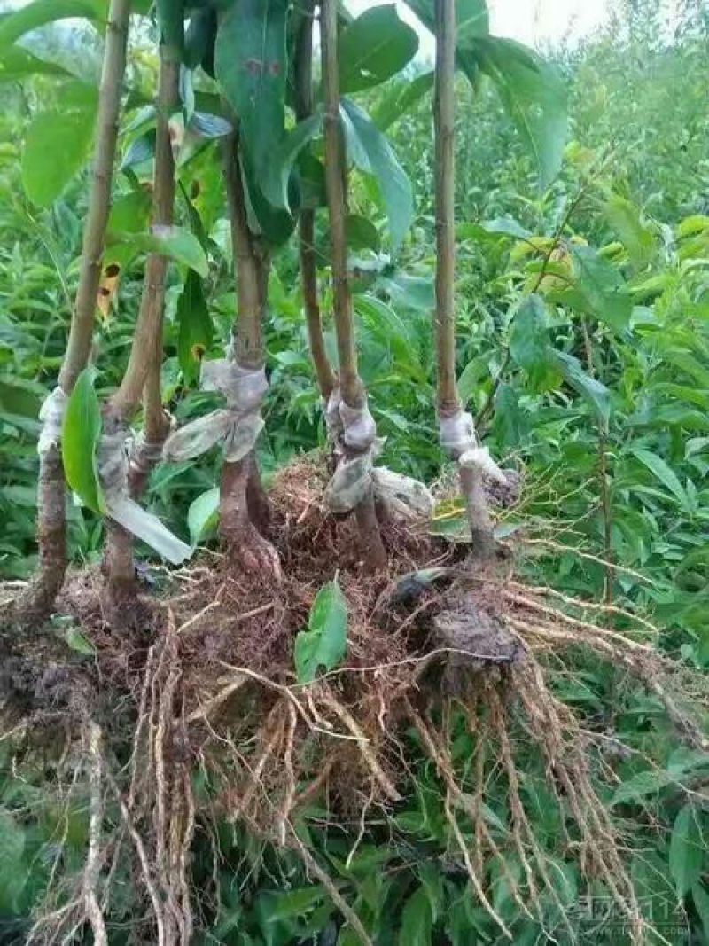 法兰西西梅李子苗品种纯正，包成活包结果提供种植技术