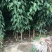 法兰西西梅李子苗品种纯正，包成活包结果提供种植技术