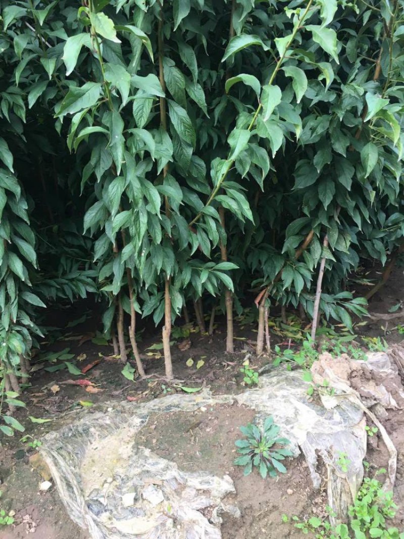 法兰西西梅李子苗品种纯正，包成活包结果提供种植技术