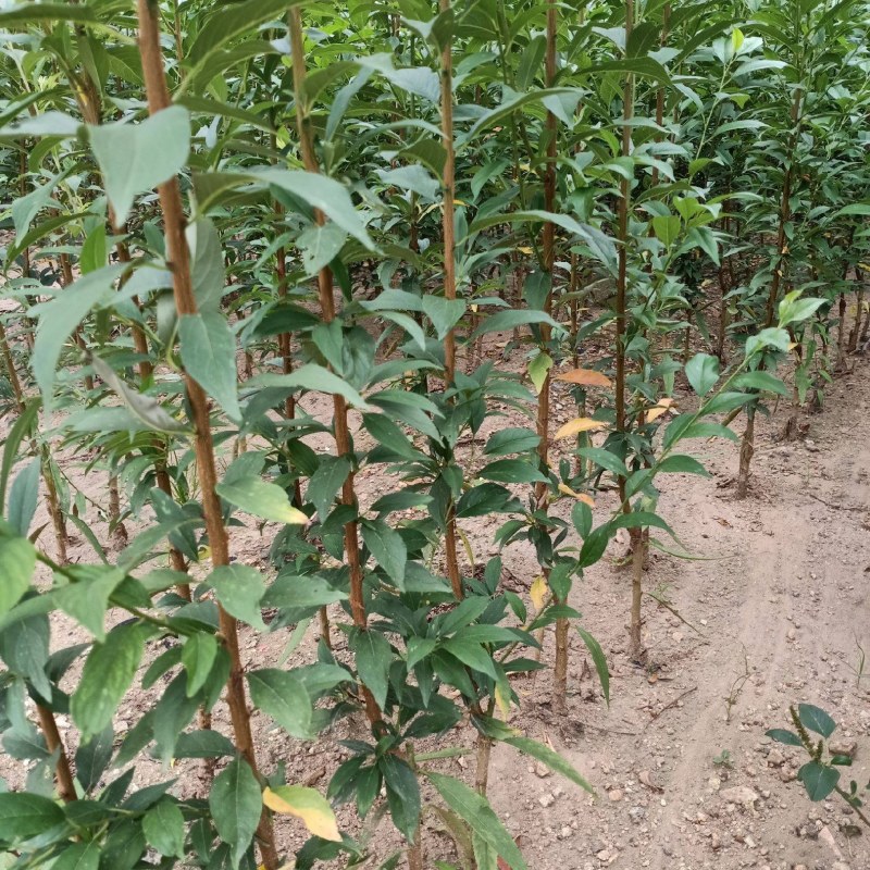 法兰西西梅李子苗品种纯正，包成活包结果提供种植技术
