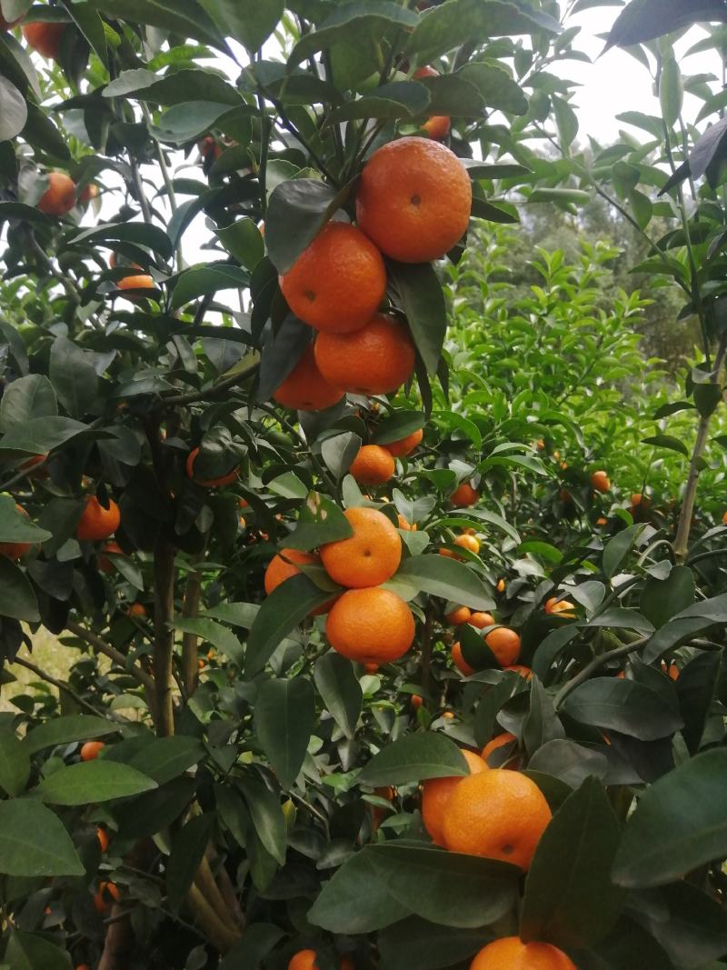 广西优质沙糖桔，甜度足，无渣