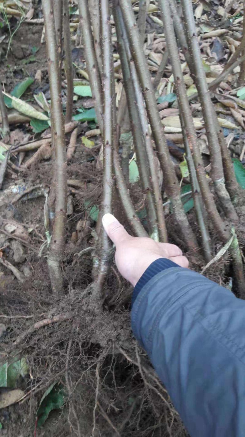 法兰西西梅李子苗品种纯正，包成活包结果提供种植技术