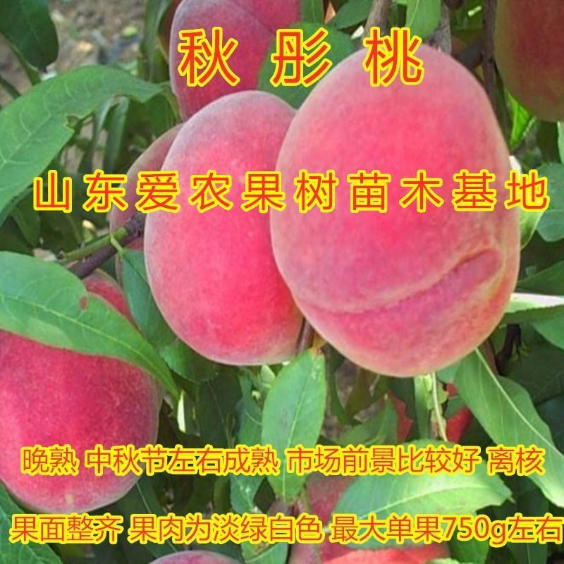 水蜜桃苗嫁接新品种桃树苗南北方种植蟠桃油桃品种桃苗