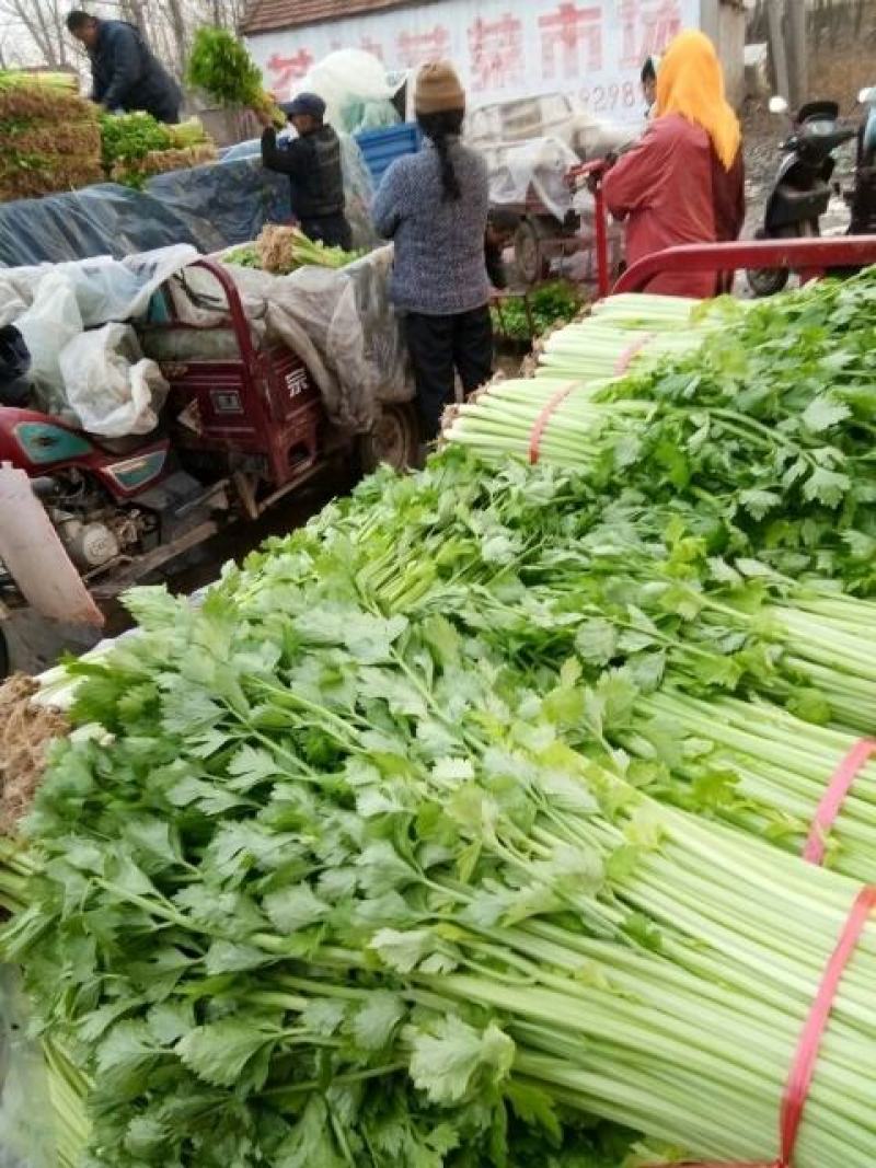 精品细棵芹菜大量上市