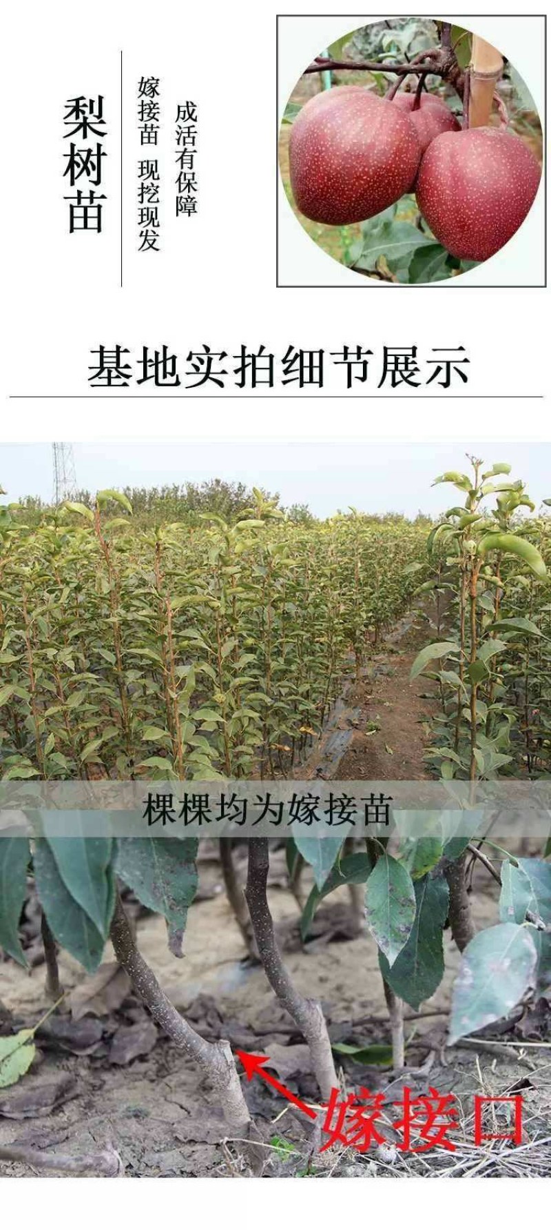早酥红梨树苗品种保证现挖现发保证成活率，包邮包结果