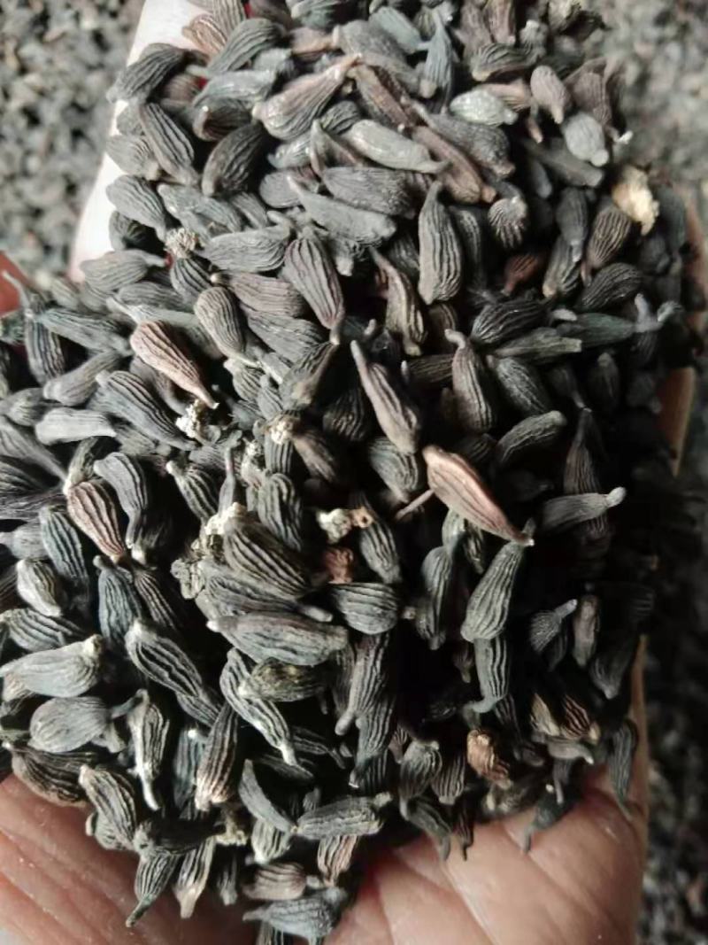 对叶百部籽，成熟度好