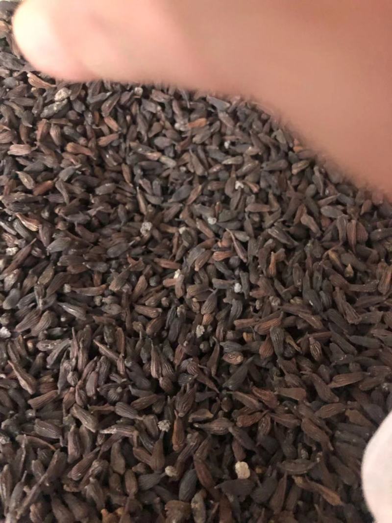 对叶百部籽，成熟度好