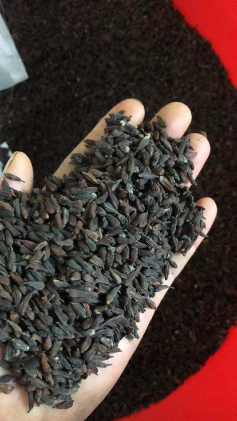 对叶百部籽，成熟度好