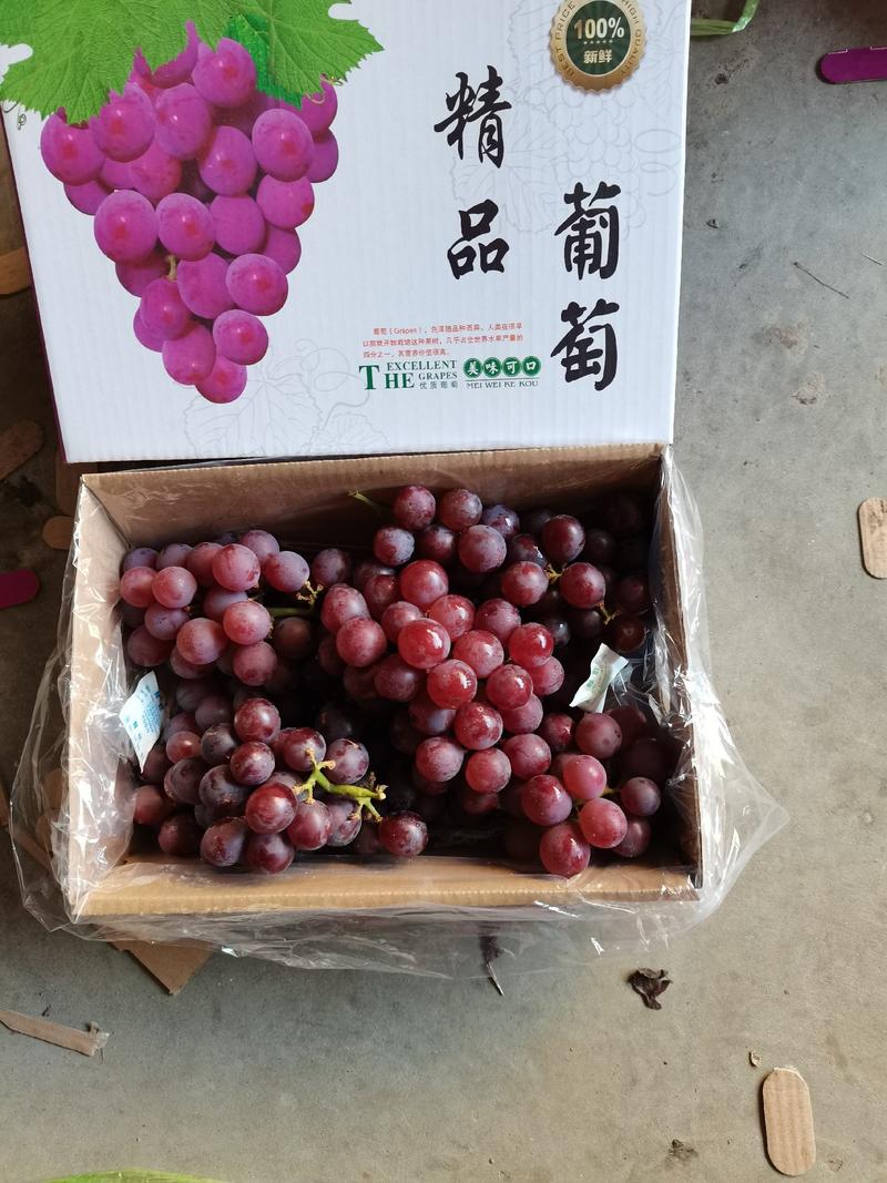 河北石家庄晋州葡萄巨峰葡萄产地直供货源充足