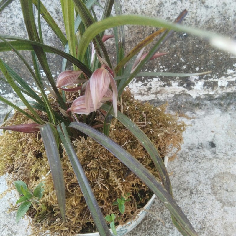 兰花，刚下山，香气喷鼻盆景手选，易载活