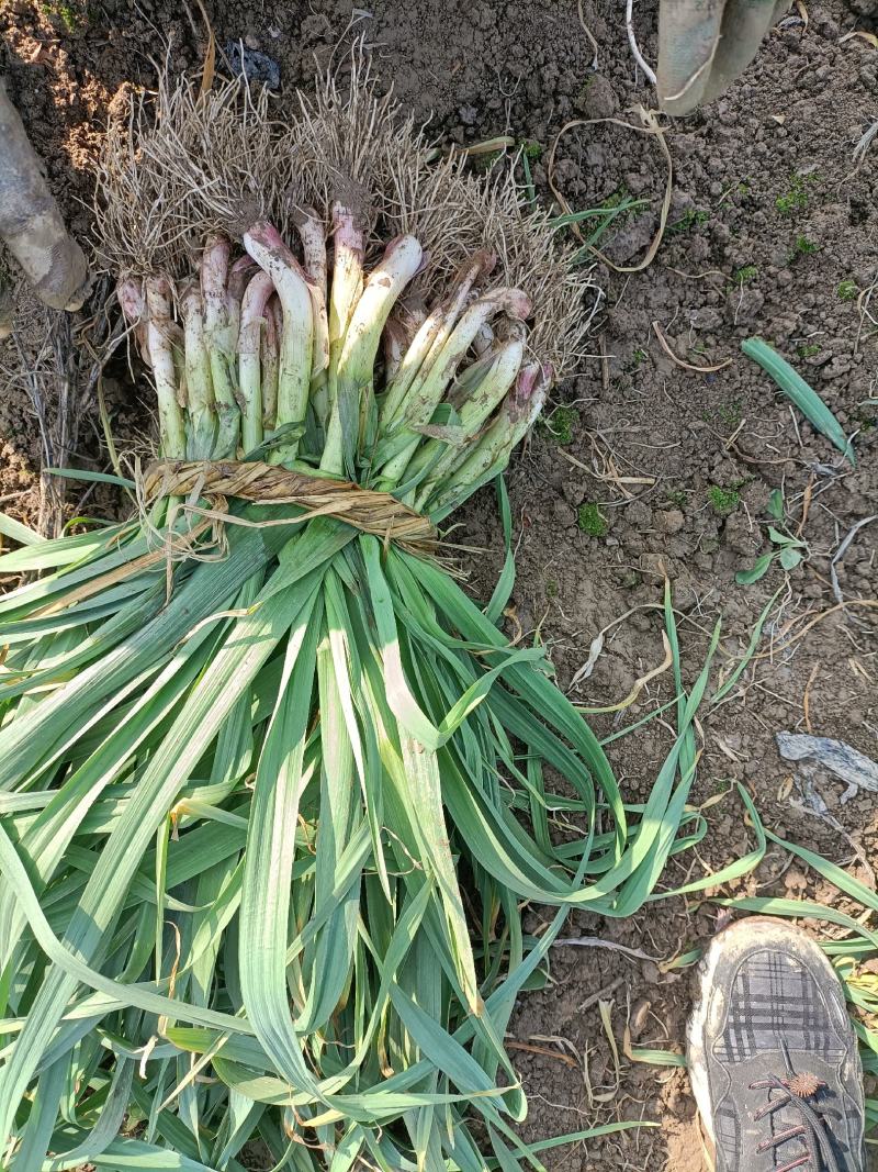 颜色秀绿，味道鲜美可口