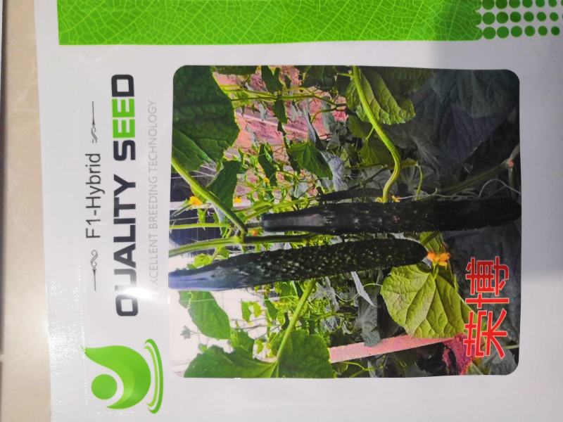 越夏秋延迟专用荣博黄瓜种子直播就是油亮的短把密刺