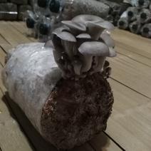 食用菌平菇菌包出菇袋